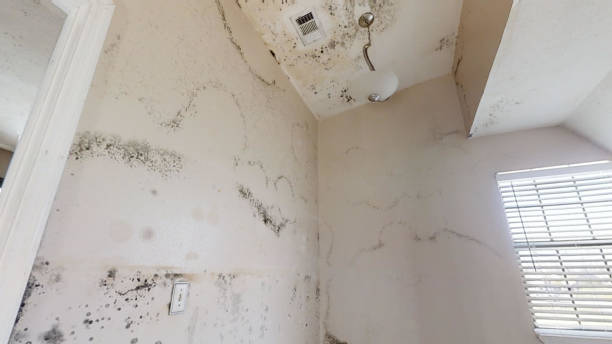  Greenville, IN Mold Removal Pros