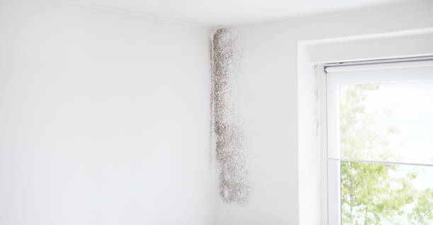 Best Real Estate Mold Inspection  in Greenville, IN