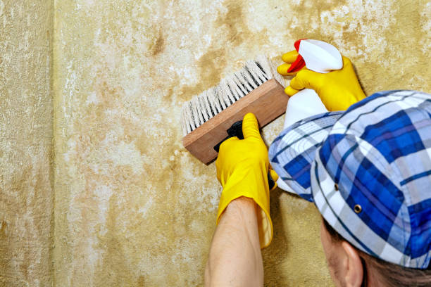 Best Mold-Related Health Consultation  in Greenville, IN