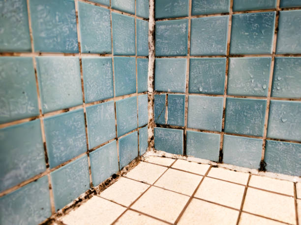 Best Mold Damage Restoration  in Greenville, IN