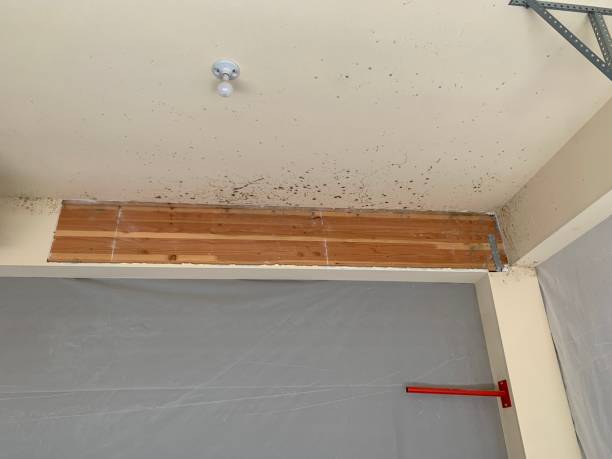 Mold Remediation for Vacation Homes in Greenville, IN