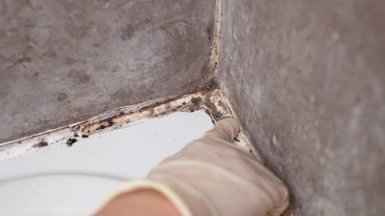 Reliable Greenville, IN Mold Removal Solutions