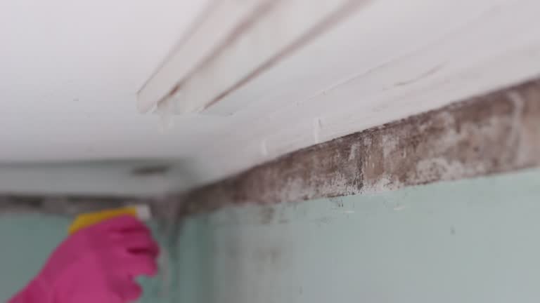 Best Commercial Mold Inspection  in Greenville, IN